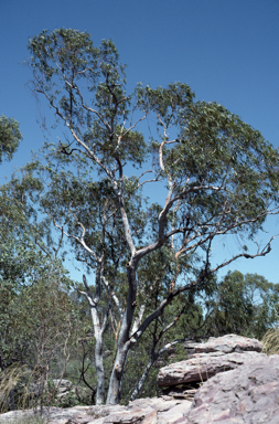 APII jpeg image of Eucalyptus glomericassis  © contact APII