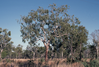 APII jpeg image of Corymbia greeniana  © contact APII