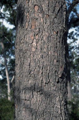 APII jpeg image of Corymbia gummifera  © contact APII