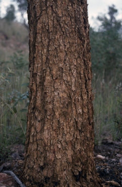 APII jpeg image of Eucalyptus intertexta  © contact APII