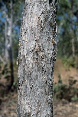 APII jpeg image of Corymbia jacobsiana  © contact APII