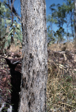 APII jpeg image of Corymbia jacobsiana  © contact APII