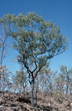 APII jpeg image of Eucalyptus jensenii  © contact APII