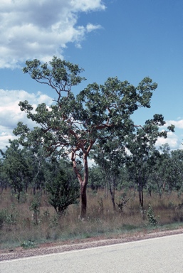 APII jpeg image of Corymbia latifolia  © contact APII