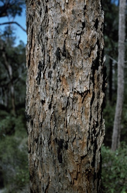 APII jpeg image of Corymbia leptoloma  © contact APII