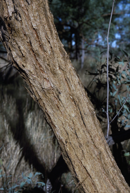 APII jpeg image of Eucalyptus lirata  © contact APII