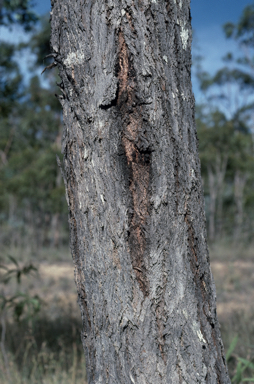 APII jpeg image of Eucalyptus lockyeri subsp. lockyeri  © contact APII