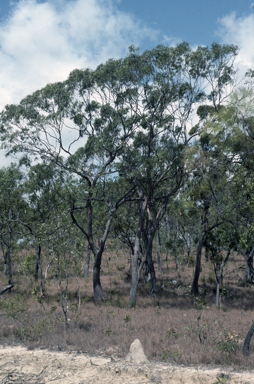 APII jpeg image of Eucalyptus lockyeri subsp. exuta  © contact APII