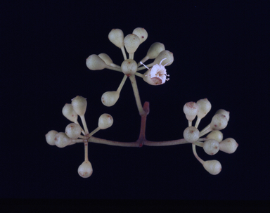 APII jpeg image of Corymbia nesophila  © contact APII