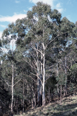 APII jpeg image of Eucalyptus nobilis  © contact APII