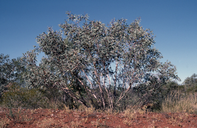 APII jpeg image of Eucalyptus pachyphylla  © contact APII