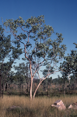 APII jpeg image of Eucalyptus pantoleuca  © contact APII