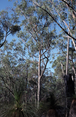 APII jpeg image of Eucalyptus planchoniana  © contact APII