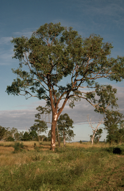 APII jpeg image of Eucalyptus platyphylla  © contact APII