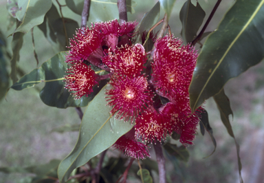 APII jpeg image of Corymbia ptychocarpa  © contact APII