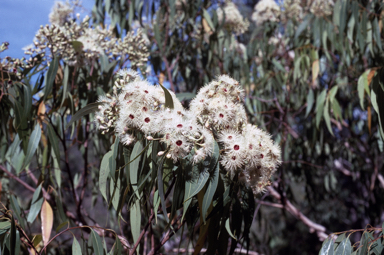 APII jpeg image of Corymbia rhodops  © contact APII