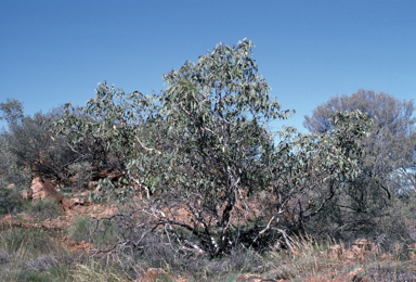 APII jpeg image of Eucalyptus sessilis  © contact APII