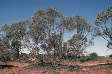 APII jpeg image of Eucalyptus socialis  © contact APII