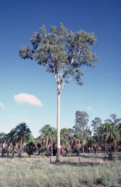 APII jpeg image of Corymbia tessellaris  © contact APII