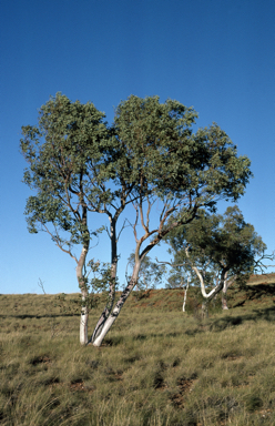 APII jpeg image of Eucalyptus leucophloia subsp. euroa  © contact APII