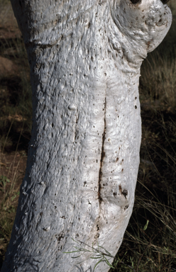 APII jpeg image of Eucalyptus leucophloia subsp. euroa  © contact APII