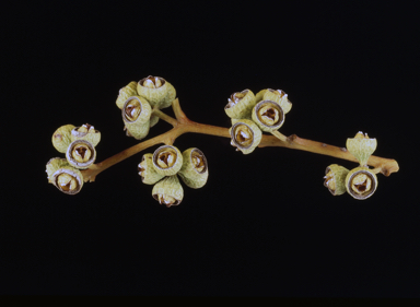 APII jpeg image of Eucalyptus leucophloia subsp. euroa  © contact APII