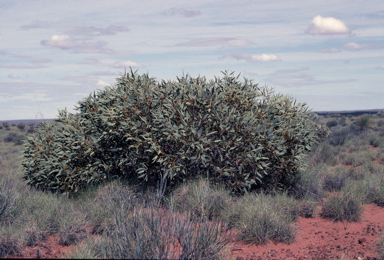 APII jpeg image of Eucalyptus oldfieldii  © contact APII