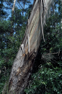 APII jpeg image of Eucalyptus oreades  © contact APII