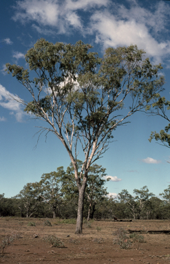 APII jpeg image of Eucalyptus orgadophila  © contact APII