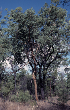 APII jpeg image of Corymbia peltata  © contact APII