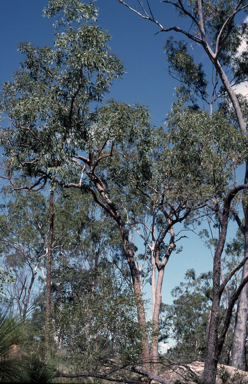 APII jpeg image of Corymbia petalophylla  © contact APII