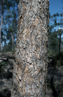 APII jpeg image of Corymbia petalophylla  © contact APII