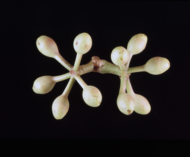 APII jpeg image of Corymbia porrecta  © contact APII