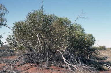 APII jpeg image of Eucalyptus sparsa  © contact APII