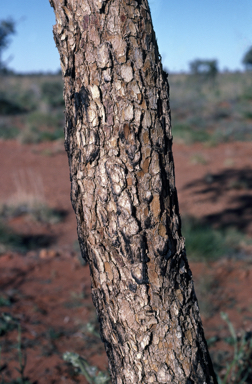 APII jpeg image of Corymbia sphaerica  © contact APII