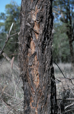 APII jpeg image of Eucalyptus tenuipes  © contact APII