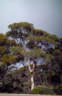 APII jpeg image of Eucalyptus calcareana  © contact APII