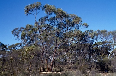 APII jpeg image of Eucalyptus capillosa subsp. polyclada  © contact APII