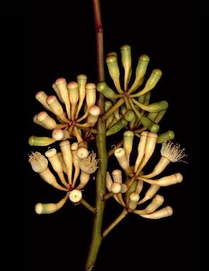 APII jpeg image of Eucalyptus cladocalyx  © contact APII