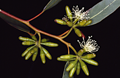 APII jpeg image of Eucalyptus crispata  © contact APII