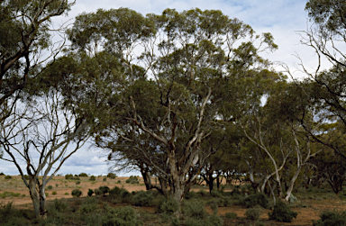 APII jpeg image of Eucalyptus cylindrocarpa  © contact APII