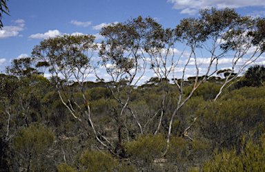 APII jpeg image of Eucalyptus depauperata  © contact APII