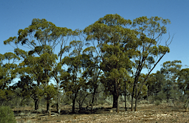 APII jpeg image of Eucalyptus dundasii  © contact APII