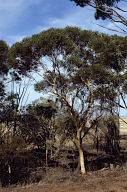 APII jpeg image of Eucalyptus erythronema subsp. inornata  © contact APII