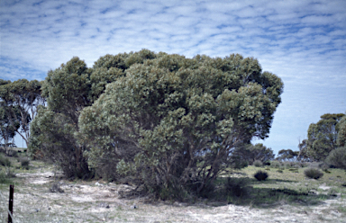 APII jpeg image of Eucalyptus foliosa  © contact APII