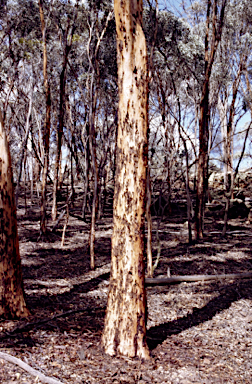 APII jpeg image of Eucalyptus gardneri subsp. gardneri  © contact APII