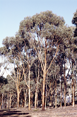 APII jpeg image of Eucalyptus gardneri subsp. gardneri  © contact APII