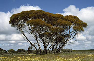 APII jpeg image of Eucalyptus horistes  © contact APII