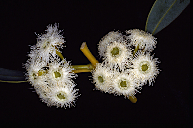 APII jpeg image of Eucalyptus johnsoniana  © contact APII