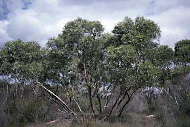 APII jpeg image of Eucalyptus macrandra  © contact APII